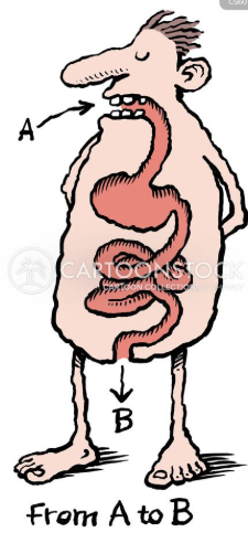 Digestive system diagram