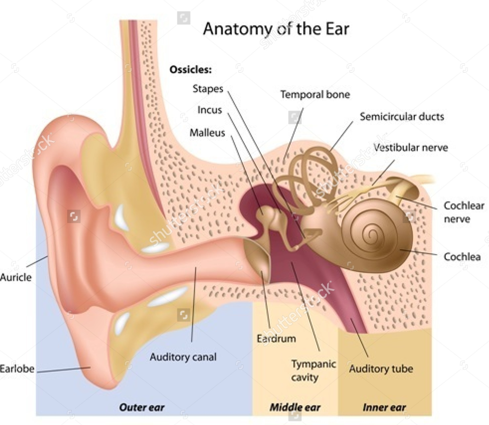 Ear anatomy diagram