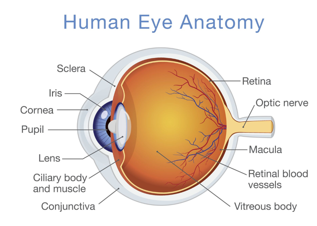 Eye anatomy diagram