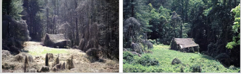 Rapid growth of kudzu vine