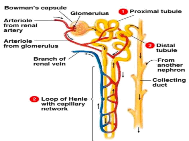 Structure of a Nephron
