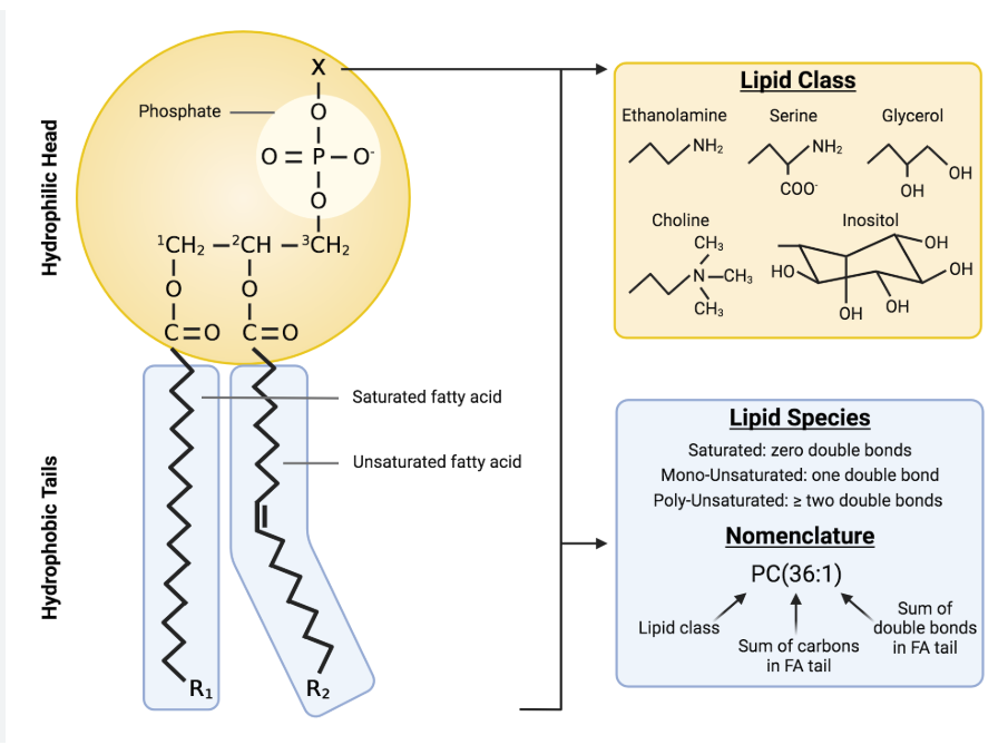Phospholipid